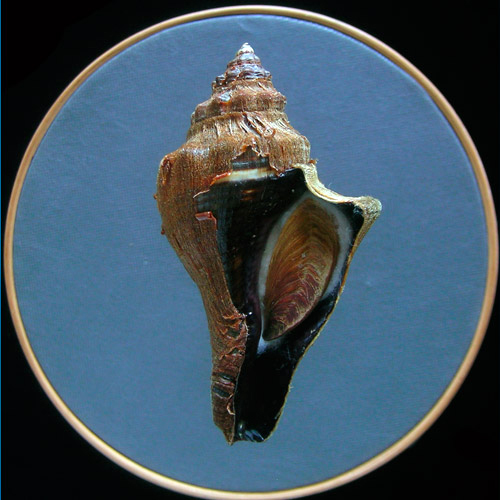 Pugilina tupiniquim Abbate & Simone, 2015