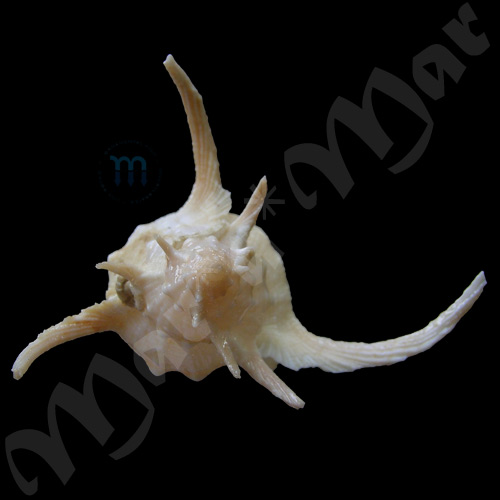 Chicoreus formosus (Sowerby, 1841) - Imagem 4