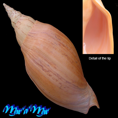 Adelomelon beckii (Broderip, 1836) - Image 2