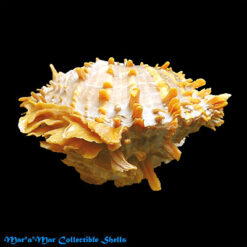 Spondylus nicobaricus Schreibers, 1793 - Imagem 2