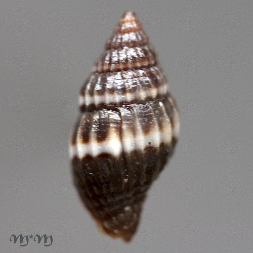 Alternative view of Vexillum albocinctum (C.B. Adams, 1845)