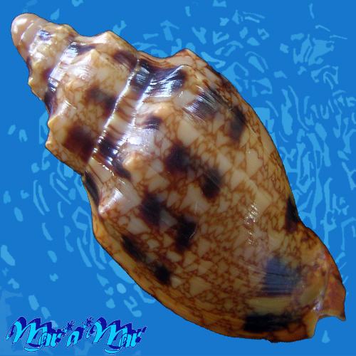 Alternative view of Odontocymbiola americana (Reeve, 1846)