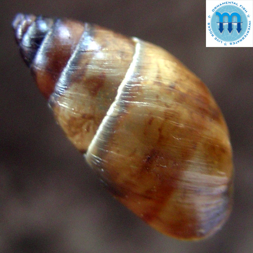 Alternative view of Bulimulus sepulcralis (Poey, 1853)