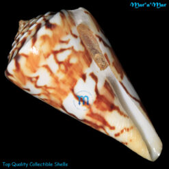 Conus centurio Born, 1778