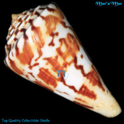 Alternative view of Conus centurio Born, 1778
