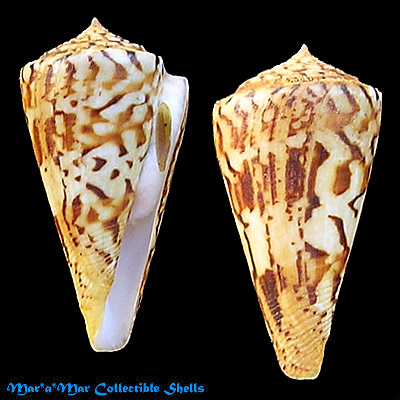 Conus centurio Born, 1778