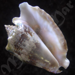 Lobatus raninus (Gmelin, 1791)