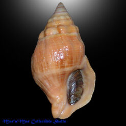 Leucozonia nassa trindadensis Vermeir, 1997