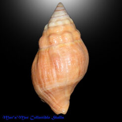 Leucozonia nassa trindadensis Vermeir, 1997 - Imagem 2