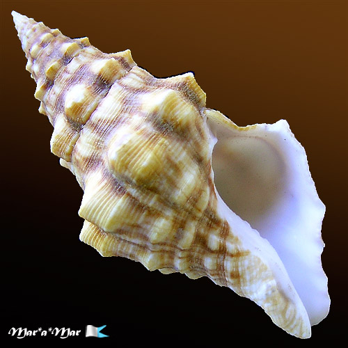 Leucozonia cerata (Wood, 1828)