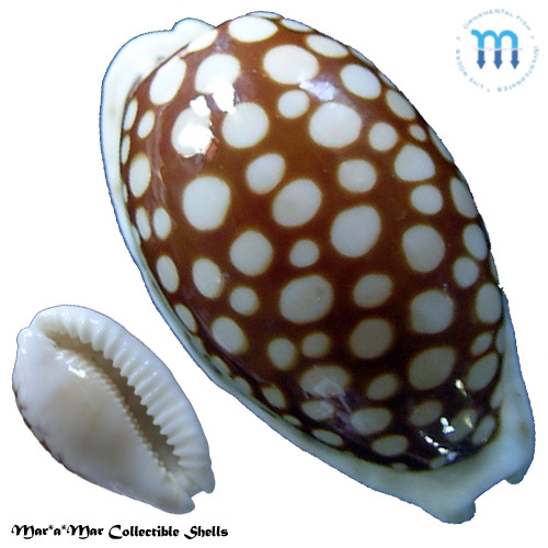 Cribarula cribaria (Linnaeus, 1758)