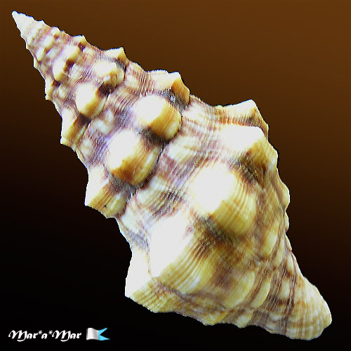 Alternative view of Leucozonia cerata (Wood, 1828)