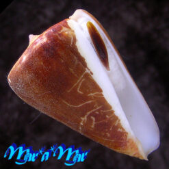 Alternative view of Conus quercinus Lightfoot, 1786