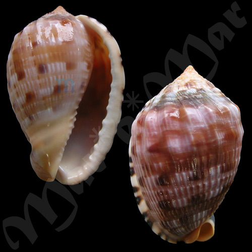 Cypraeacassis testiculus (Linnaeus, 1758)