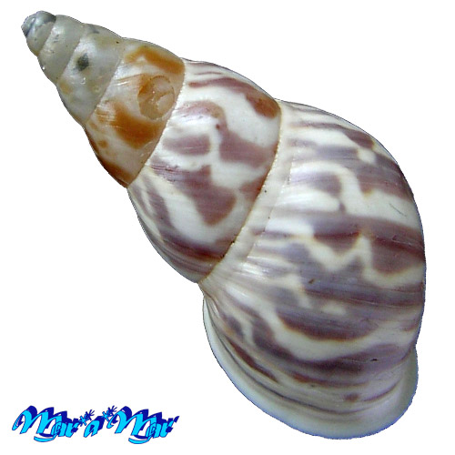 Leiostracus onager (Beck, 1837) - Imagem 2