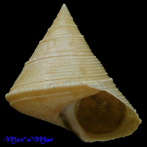 Calliostoma granulatum (Born, 1778)