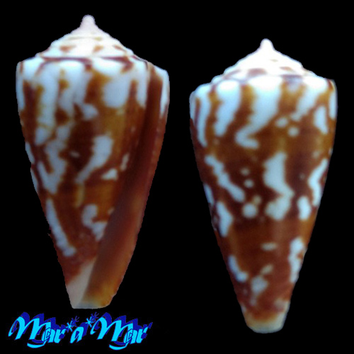 Conus cargilei Coltro, 2004