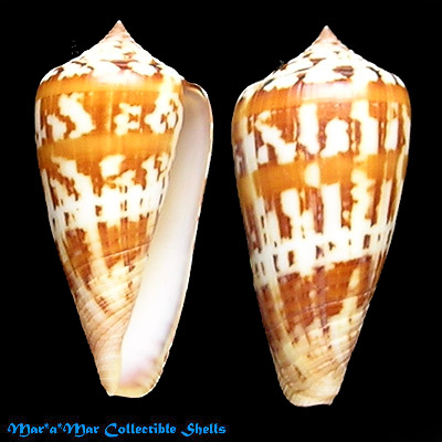 Conus janus Hwass, 1792
