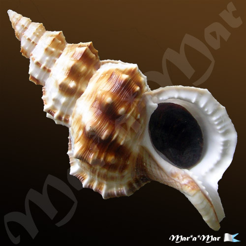 Ranella olearium Matthews, Rios & Coelho, 1973
