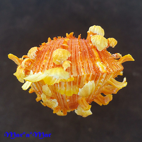 Alternative view of Spondylus ictericus Reeve, 1856