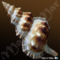 Ranella olearium Matthews, Rios & Coelho, 1973 - Imagem 2