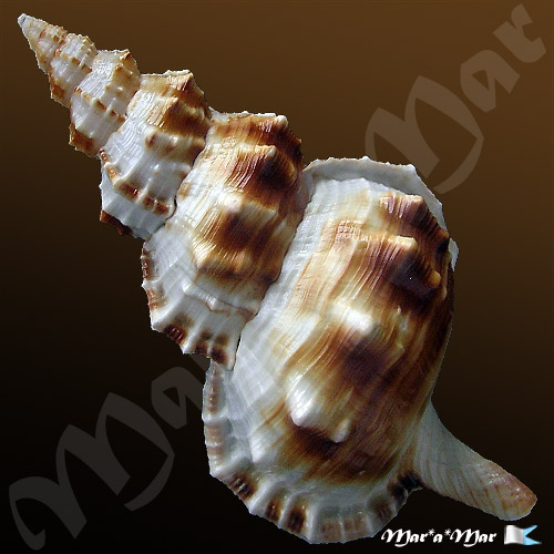 Ranella olearium Matthews, Rios & Coelho, 1973 - Imagem 2