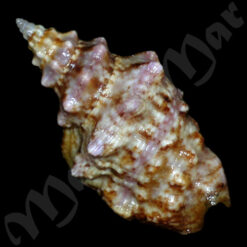 Alternative view of Strombus granulatus Swainson, 1822