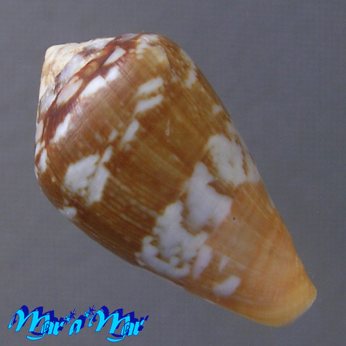Conus guinaicus Hwass, 1792