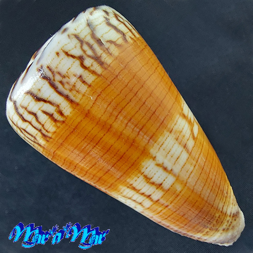 Alternative view of Conus planorbis Born, 1778