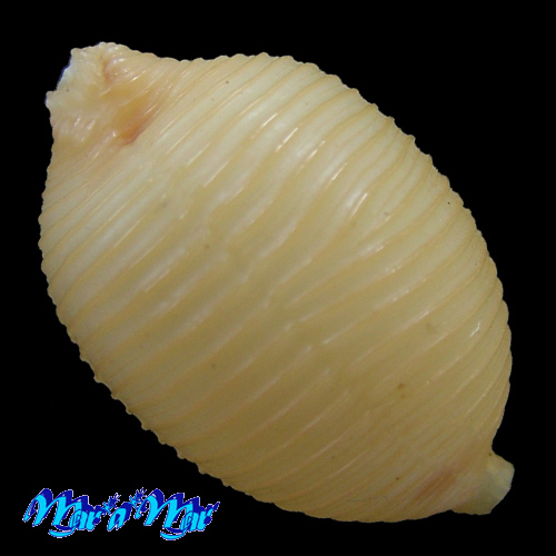 Cypraea childreni Gray, 1825