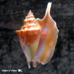 Strombus gallus Linnaeus, 1758