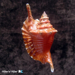 Alternative view of Strombus gallus Linnaeus, 1758