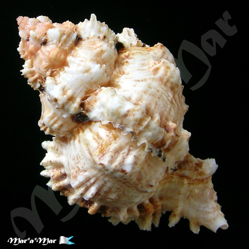 Alternative view of Phyllonotus occulatus (Reeve, 1845)