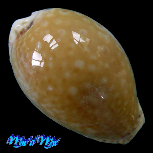 Cypraea acicularis marcuscoltroi (Petuch, 2015)