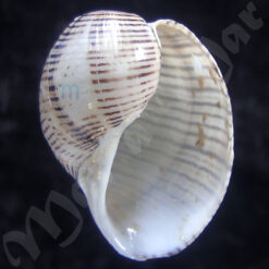 Hydatina vesicaria (Lightfoot, 1786)