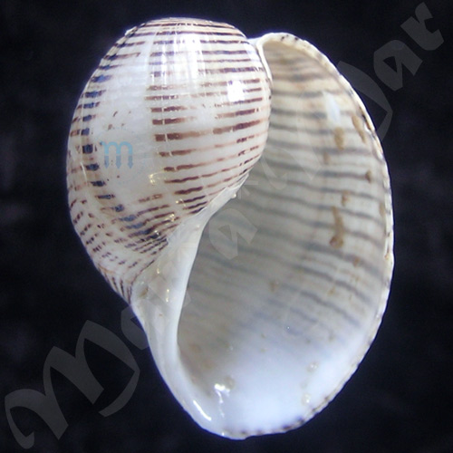Hydatina vesicaria (Lightfoot, 1786)