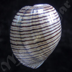 Hydatina vesicaria (Lightfoot, 1786) - Image 2