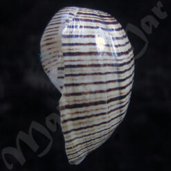 Hydatina vesicaria (Lightfoot, 1786) - Image 3