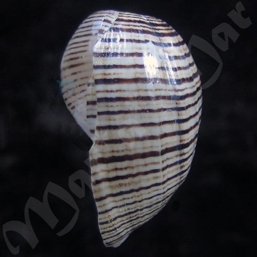 Hydatina vesicaria (Lightfoot, 1786) - Image 3