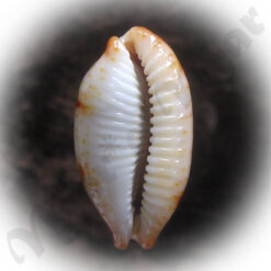 Cypraea (Bistolida) stolida (Linnaeus, 1758)