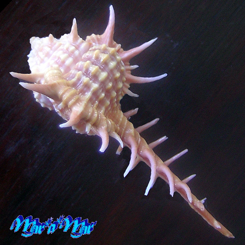 Vokesimurex cabritii (Bernardi, 1859) - Image 3