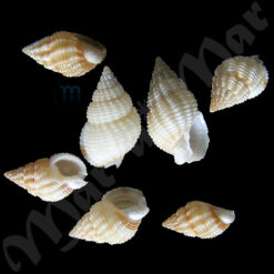 Nassarius scissuratus (Dall, 1889)