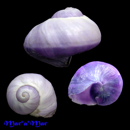 Alternative view of Janthina janthina (Linnaeus, 1758)