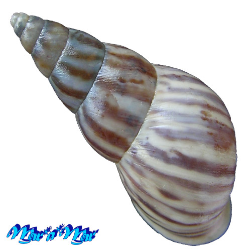 Leiostracus zebra (Spix, 1827) - Image 2