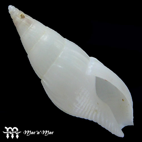 Amphissa acuminata (E. A Smith, 1915)