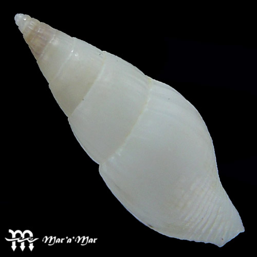 Alternative view of Amphissa acuminata (E. A Smith, 1915)