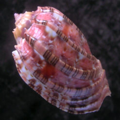 Alternative view of Harpa harpa (Linnaeus, 1758)