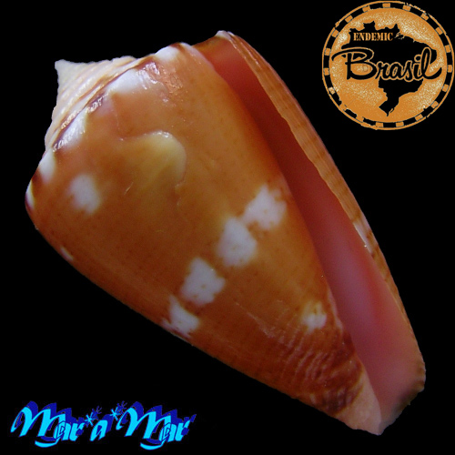 Conus baiano Coltro, 2004