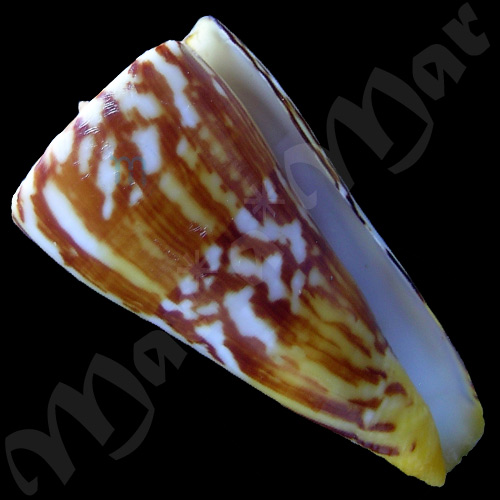 Conus riosi Petuch, 1986