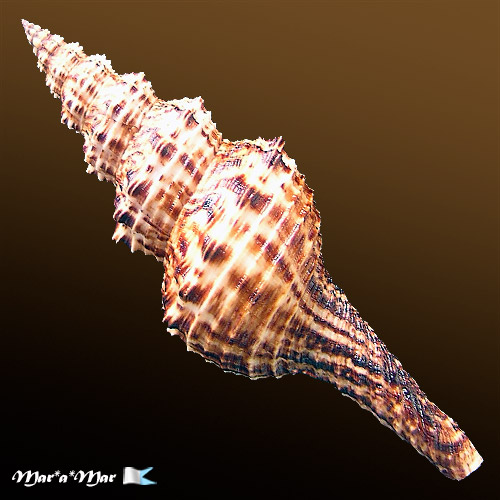 Alternative view of Goniofusus brasiliensis (Grabau, 1904)